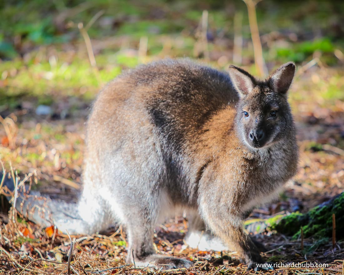 New Forest Wildlife Park – Worth a Visit?