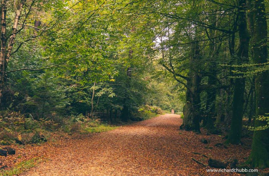 Wilverley Inclosure – A Pretty New Forest Walk