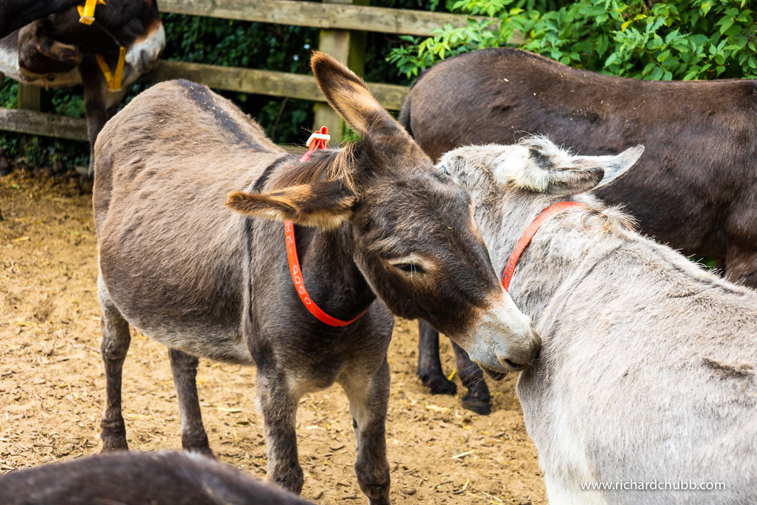 Sidmouth Donkey Sanctuary